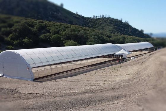 Γαλβανισμένο θερμοκήπιο 3.2m ταινιών PE πλαισίων χάλυβα υψηλό θερμοκήπιο σηράγγων