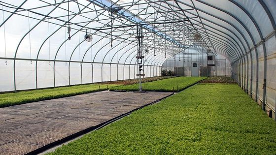 Γαλβανισμένο θερμοκήπιο 3.2m ταινιών PE πλαισίων χάλυβα υψηλό θερμοκήπιο σηράγγων